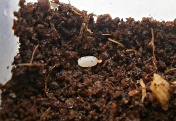 Pterostichusegg%25231.JPG