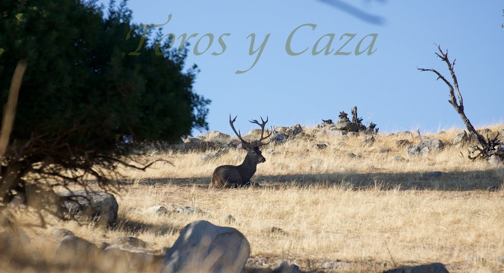 TOROS Y CAZA