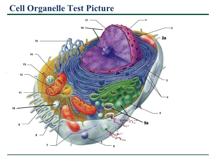 Welcome to Mr.Chapman's Biology Class Blog - Come on in, the learning