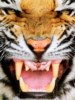 Angry Tiger Face Pictures Angry Tiger Face Pictures