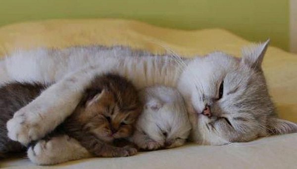 Cute Kitty Friends