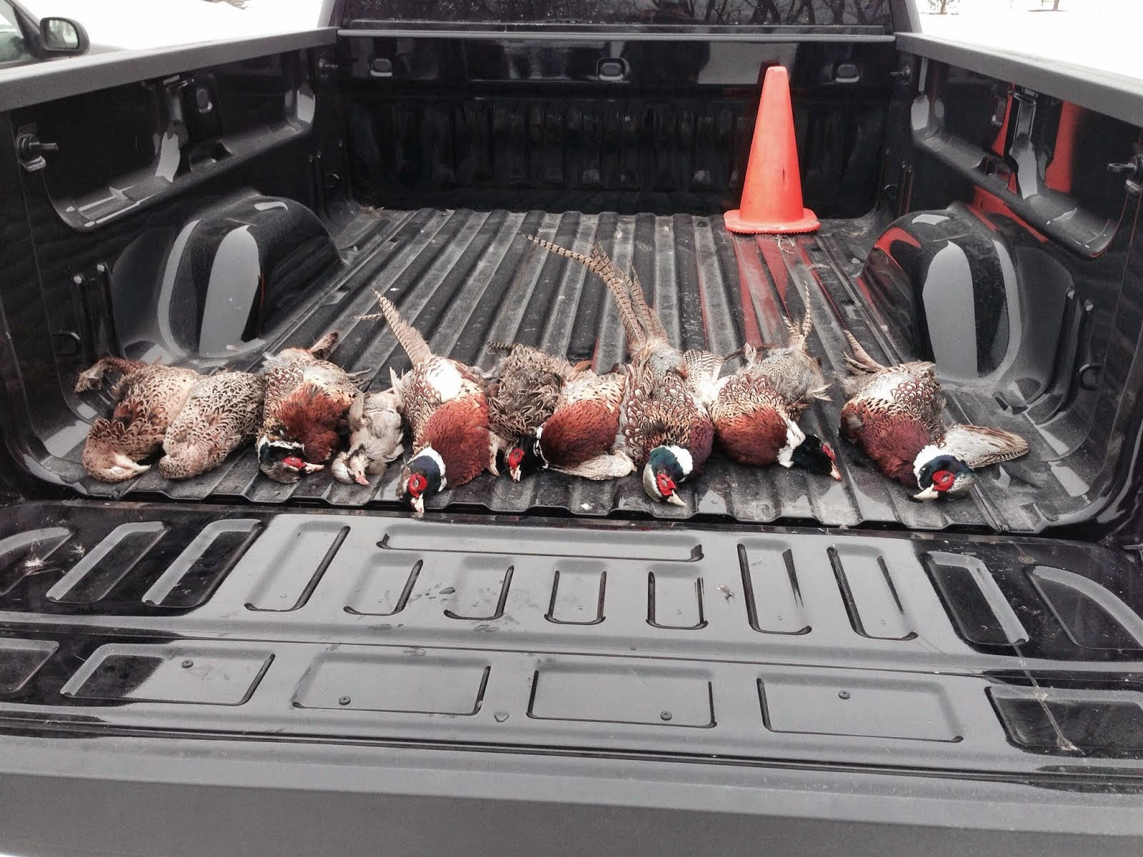 10 pheasants GSP