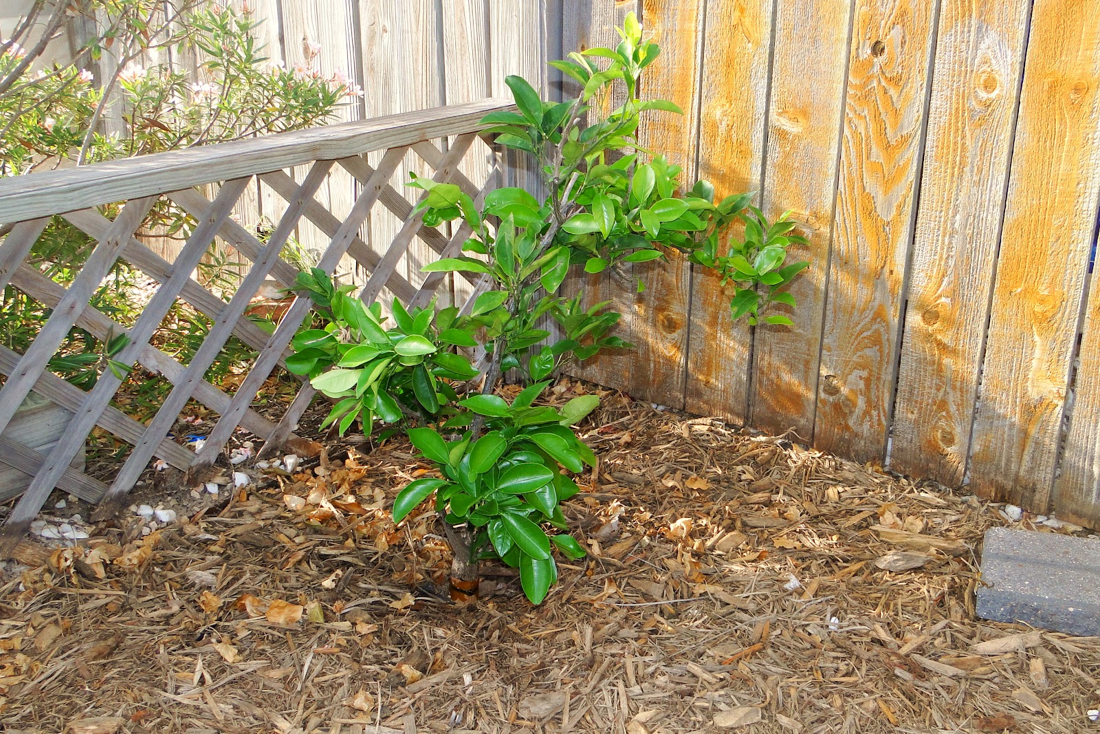 Alejandro Pepper Farm Texas Orange Tree on Alejandro