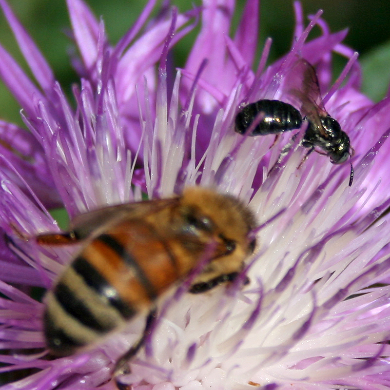 twenty pound tabby Native Bees of Colorado