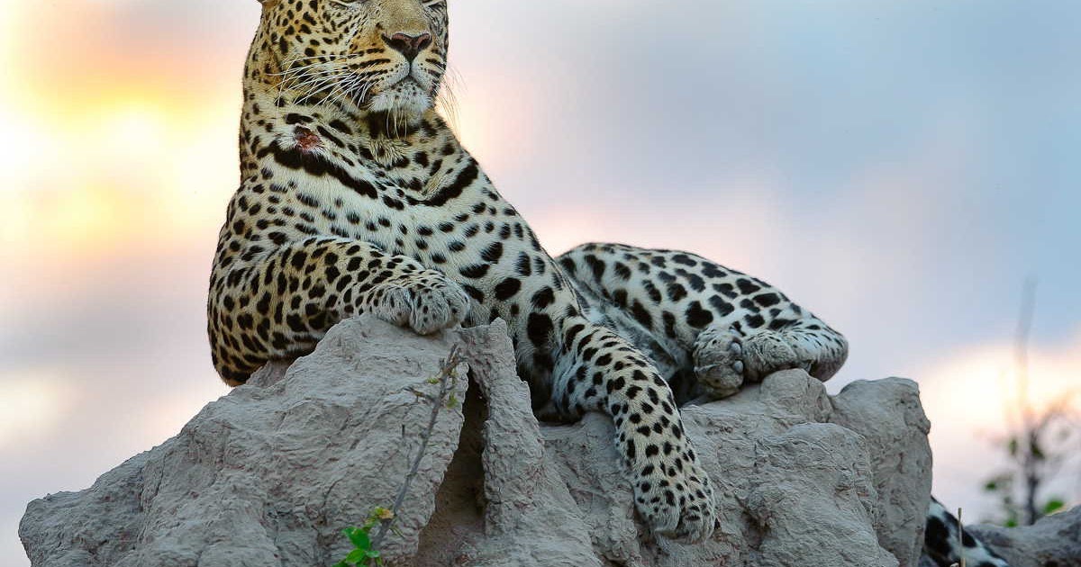 World Animal: Worlds Fastest Animal