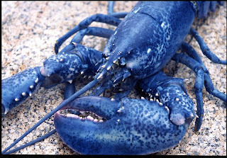 udang karang biru