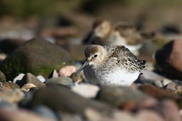 Dunlin