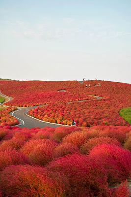 Hitachi Seaside Park