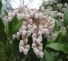 Plant Inventory At 20 Timothy Pieris Japonica Andromeda