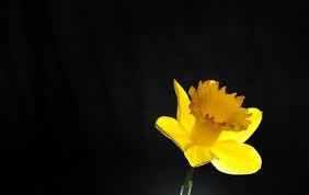 Narcisme essay 05 picture