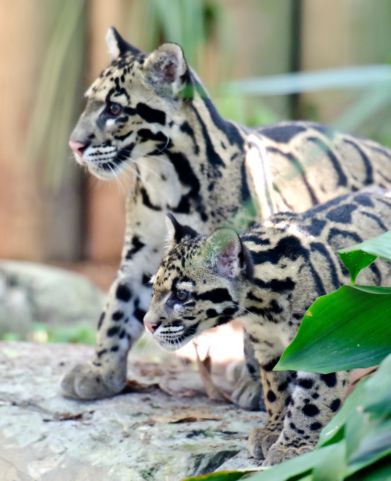 Tampa Bay Parenting Magazine: A Pair of Endangered Clouded Leopard Cubs