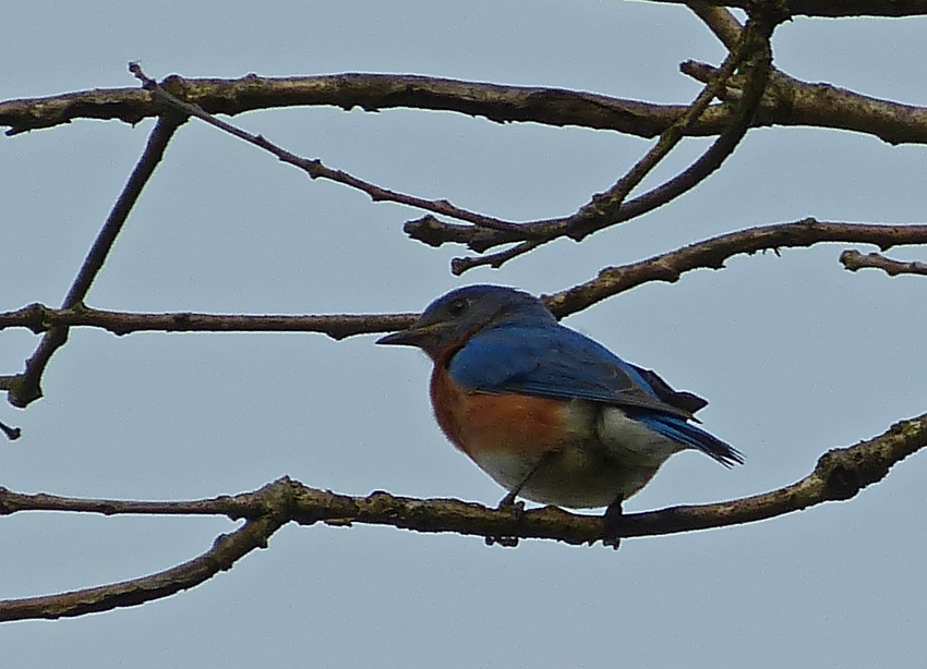 Life, Birding, Photos and Everything The Hills Are Alive with the