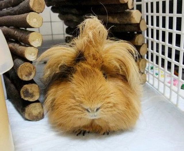 A guinea pig with long hair, guess the animal, guinea pig pictures