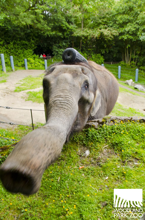 Woodland Park Zoo Blog: Boat bumpers for the elephants