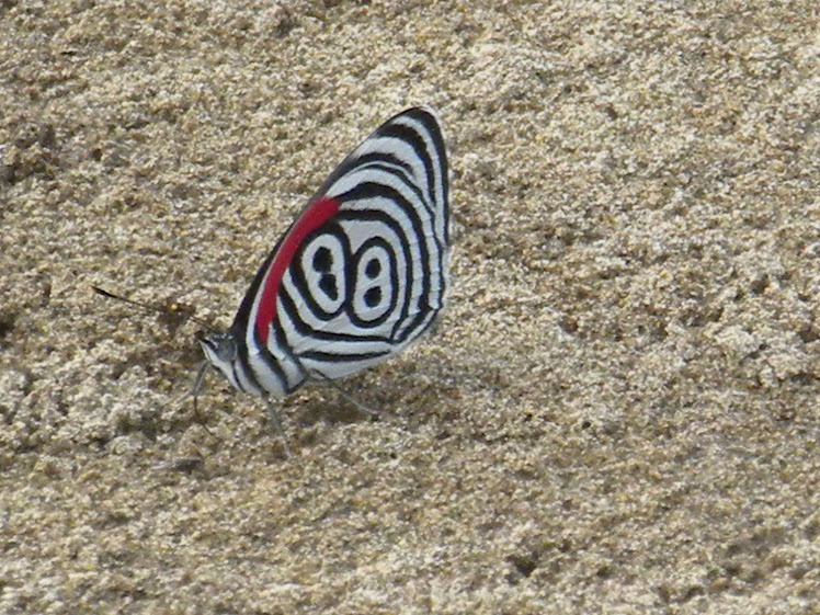 MARIPOSA