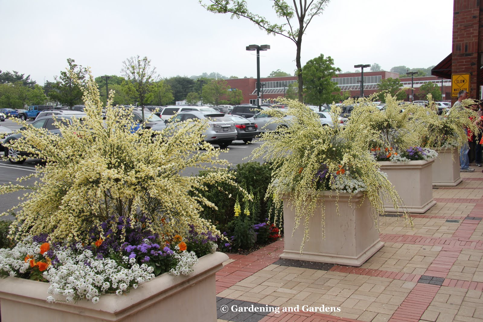 Evergreen Shrubs Evergreen Shrubs Shrubs