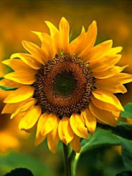 I love sunflowers! They are just such happy looking flowers!