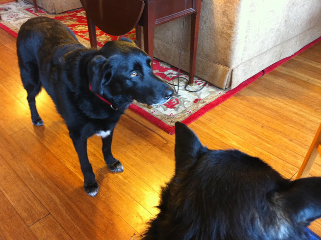 Murphy Joins Chili, Nancy and Me For Breakfast. Dogs Are Treated As Special Guests At The Stanford