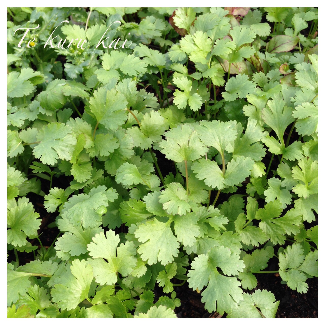 Live, Love & Learn Coriander In Winter!