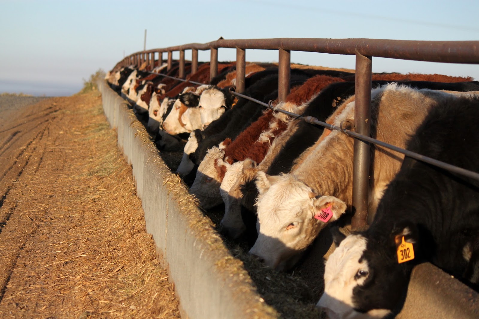 Fall at the feedlot.