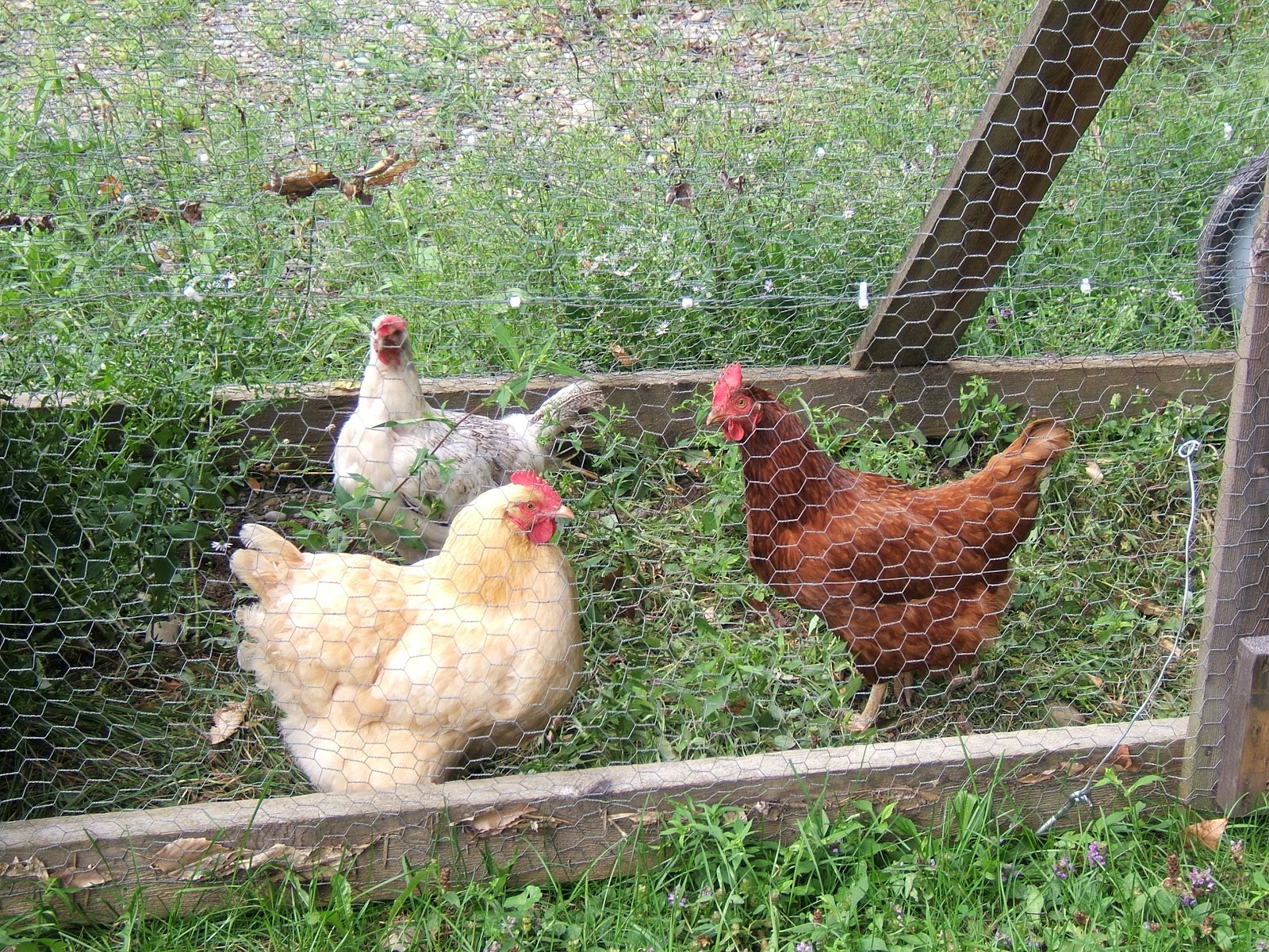 What Do Your Chickens Eat? Community Chickens