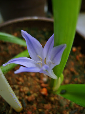 Triteleia laxa, Ithuriel's spear, King Fabiola