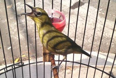 23++ Burung pleci betina apa bisa ngriwik terupdate