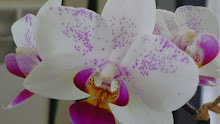 As minhas orquídeas...