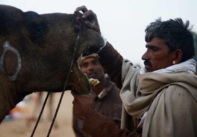 الهند: إحتفالات بوشكار لعام 2012 Pushkar+Camel+%2812%29