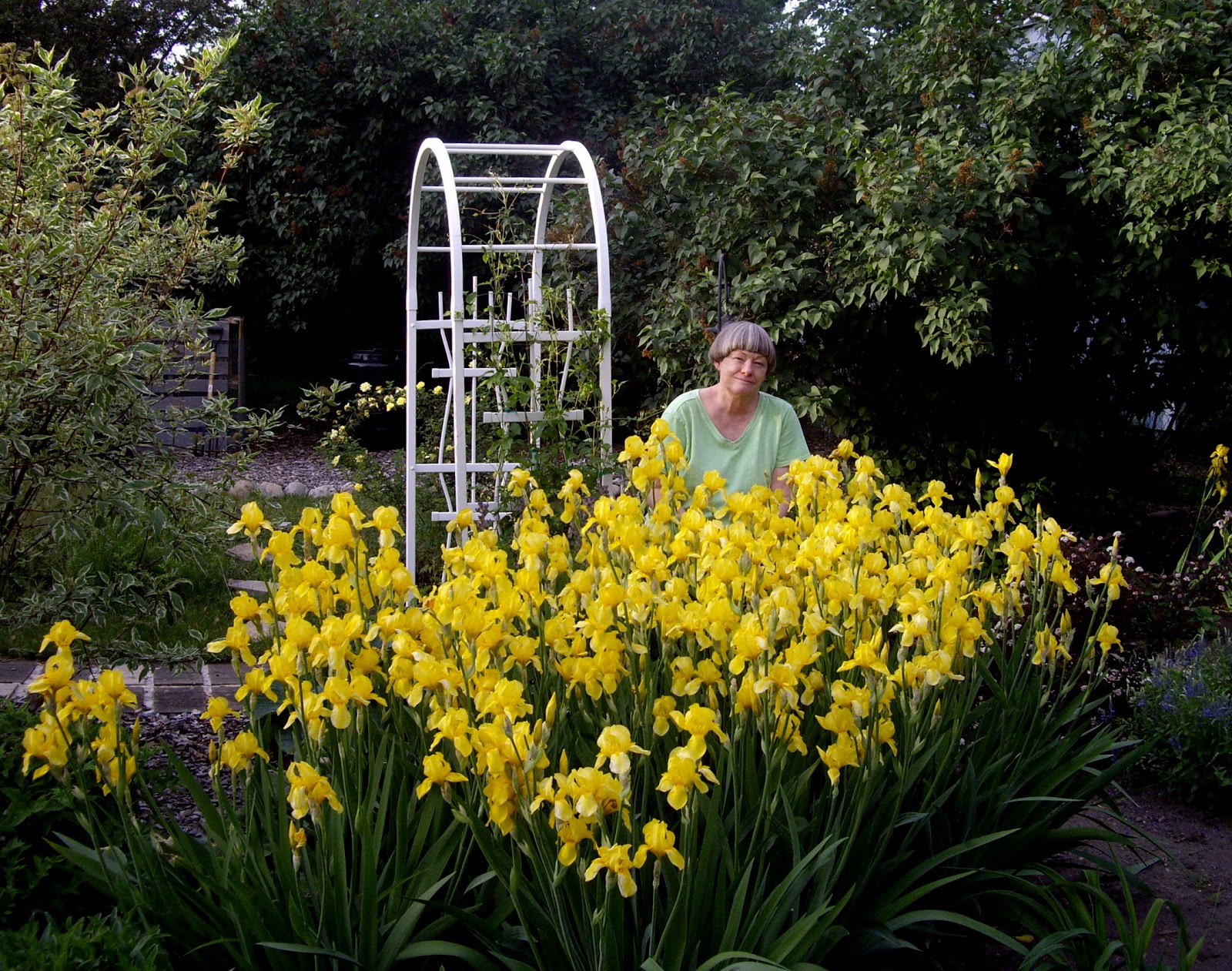 World of Irises Mass Plantings for a Breathtaking Display