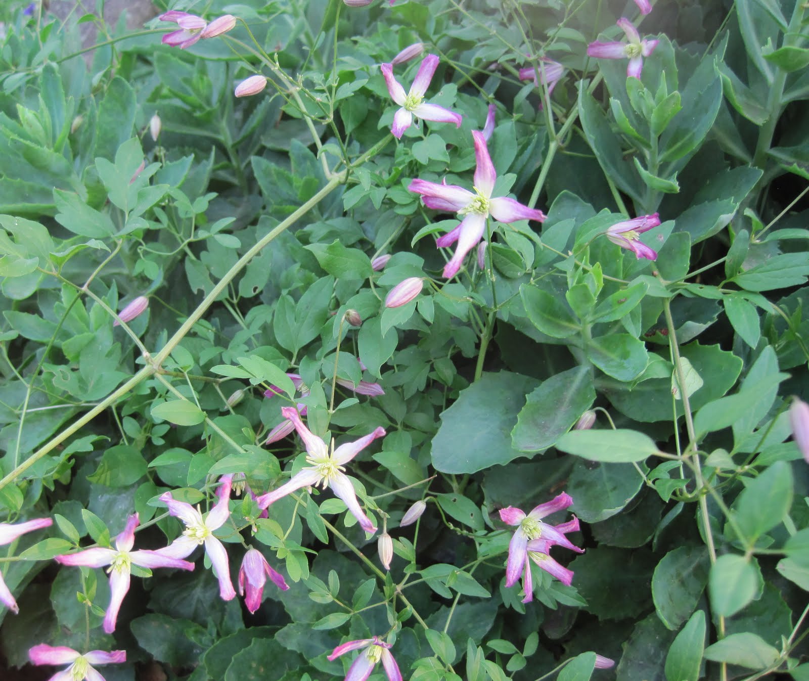 Clematis Vines Pictures