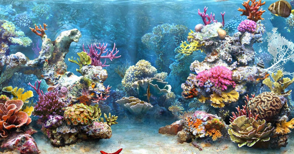 Desktop HD Wallpapers Free Downloads: Coral Reef HD Wallpapers