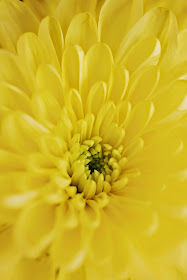 Yellow Chrysanthemum © Louise Jolley Photography