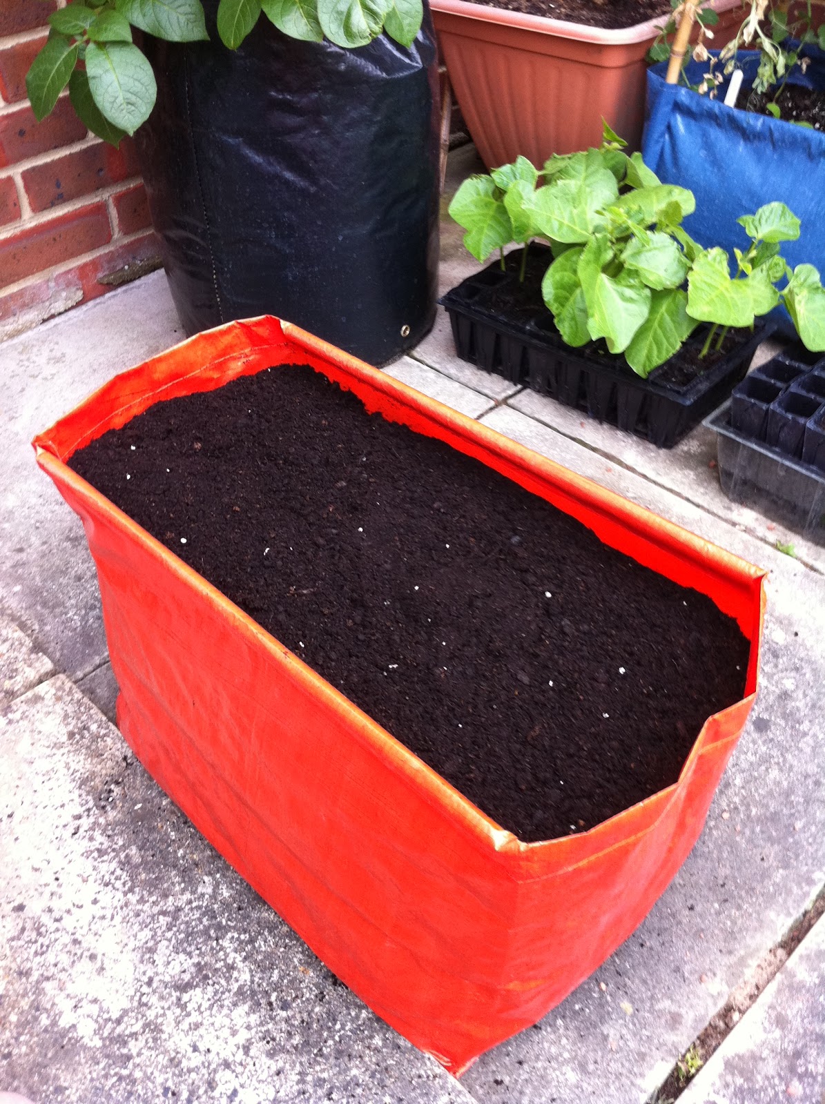How to Sow Carrots in Patio Planters Haxnicks