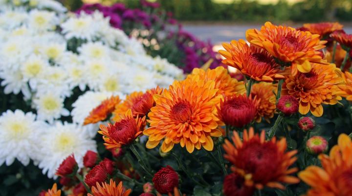 When To Plant Mums