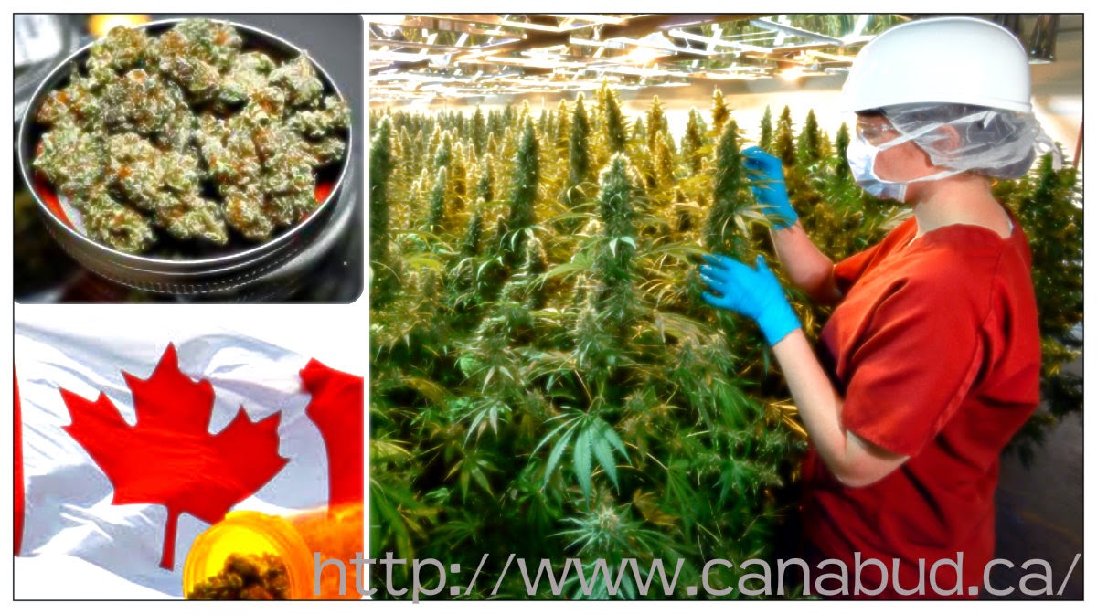 http://www.canabud.ca/canadian-stores/category/bc-medical-marijuana-dispensaries