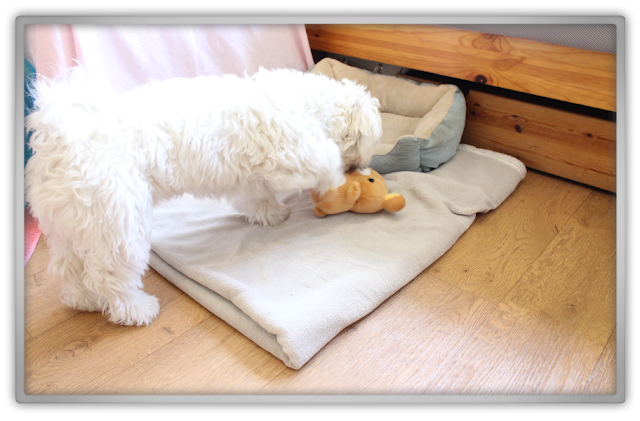 Jofee meets Rilakkuma maltese dog puppy cute kawaii kawai japan relax bear killer youtube video plush Jofee meets Rilakkuma maltese dog puppy cute kawaii kawai japan relax bear killer youtube video plush