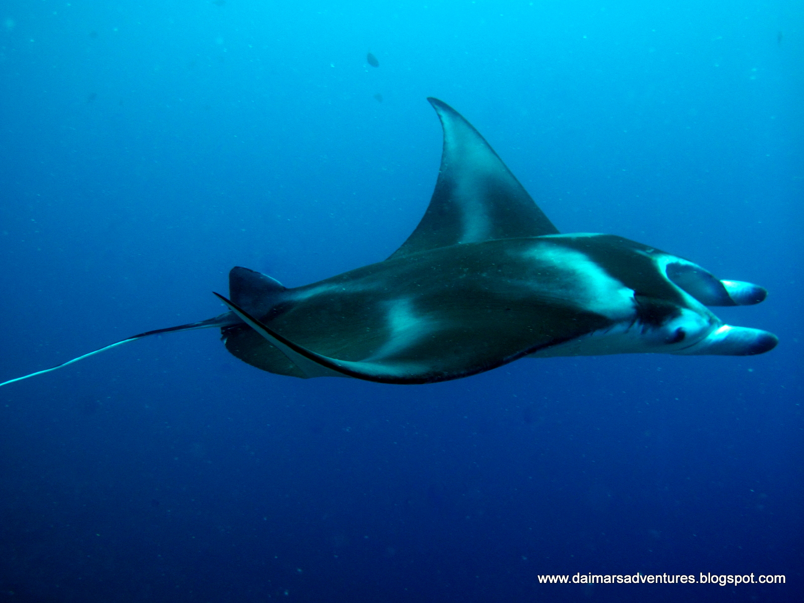 Manta Ray
