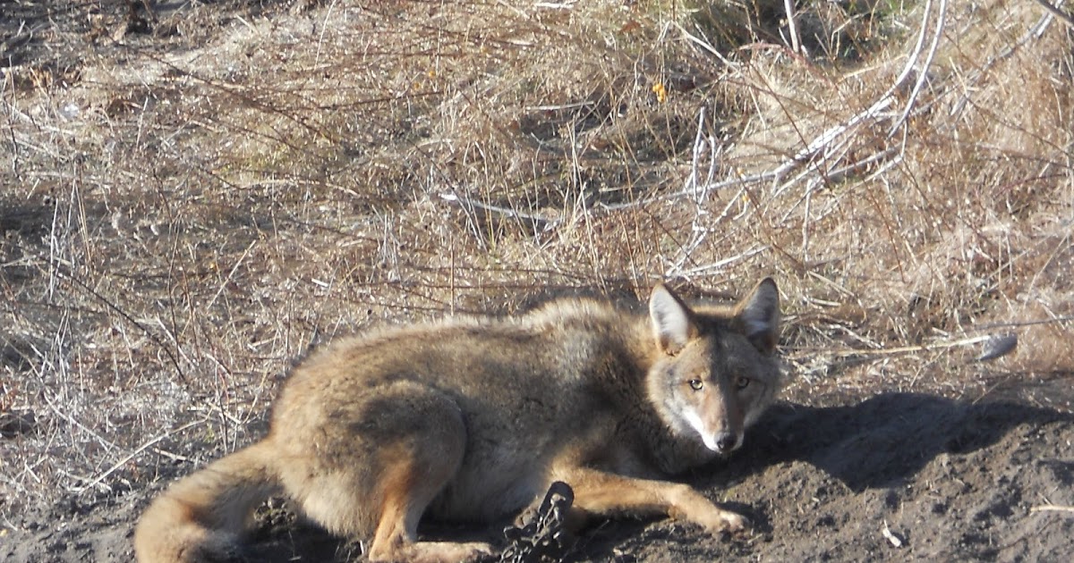 PA Spring Bait & Lures Coyote Trapping