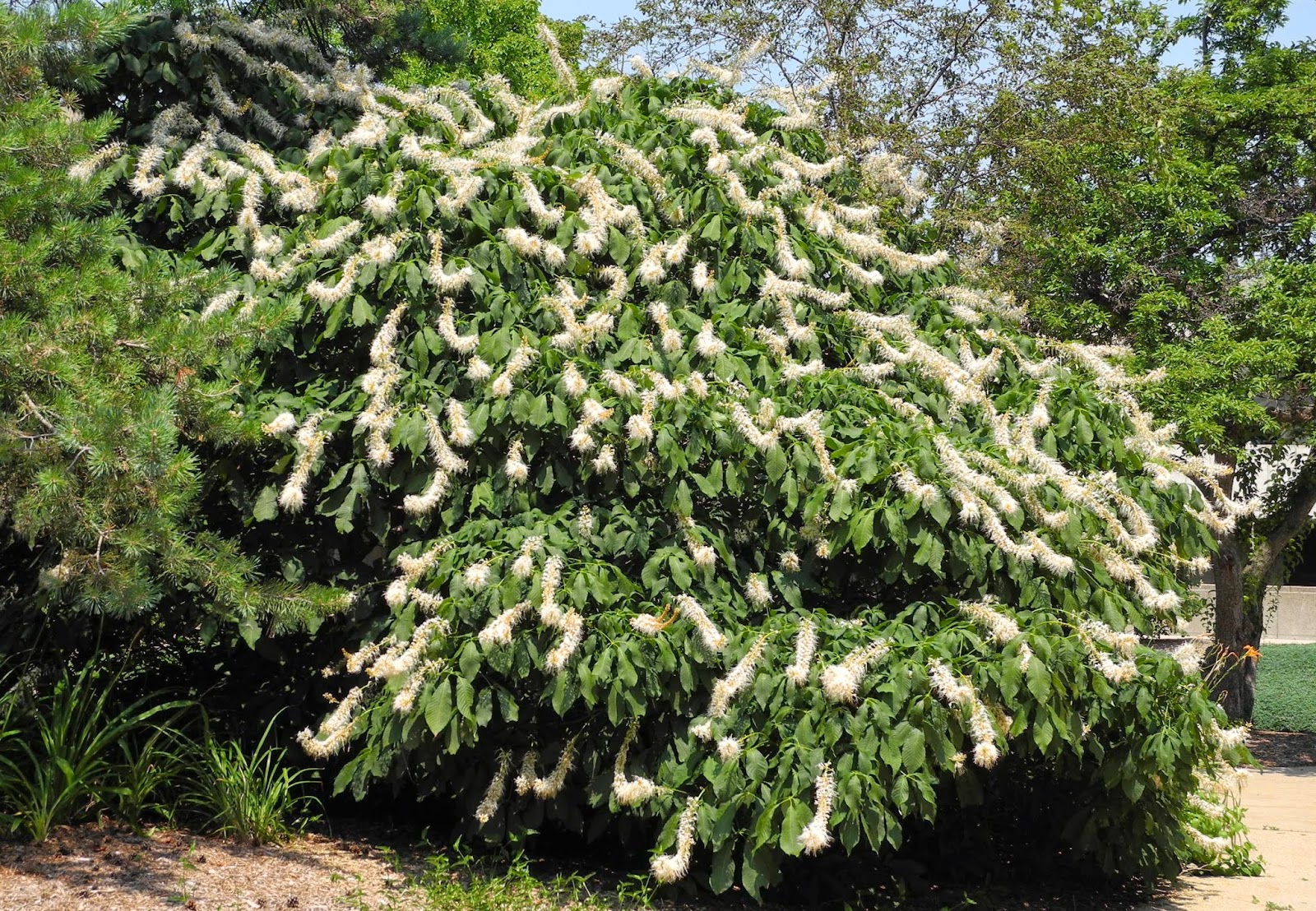 Southern Meadows Wildflower Wednesday Bottlebrush Buckeye