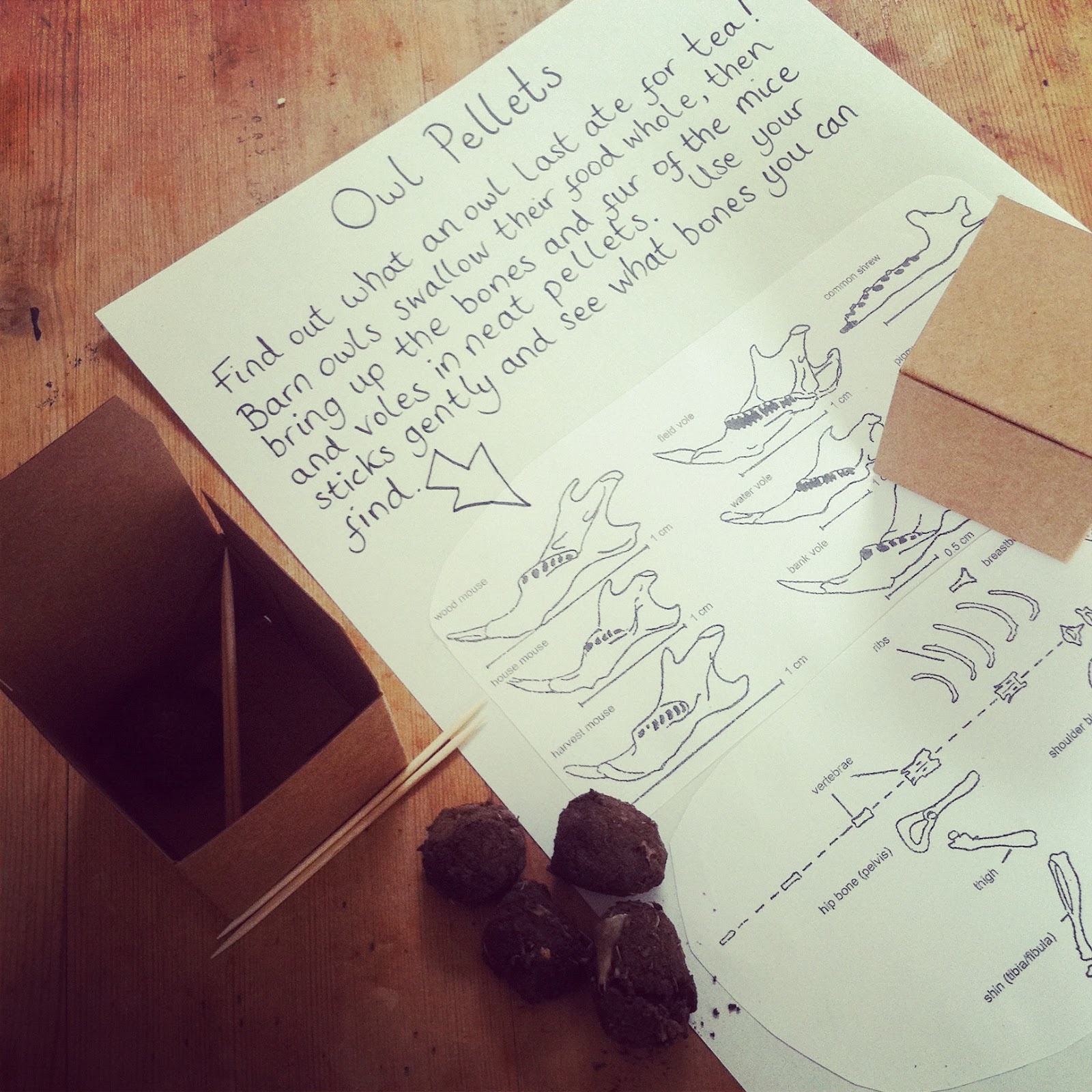 The origin of life essay