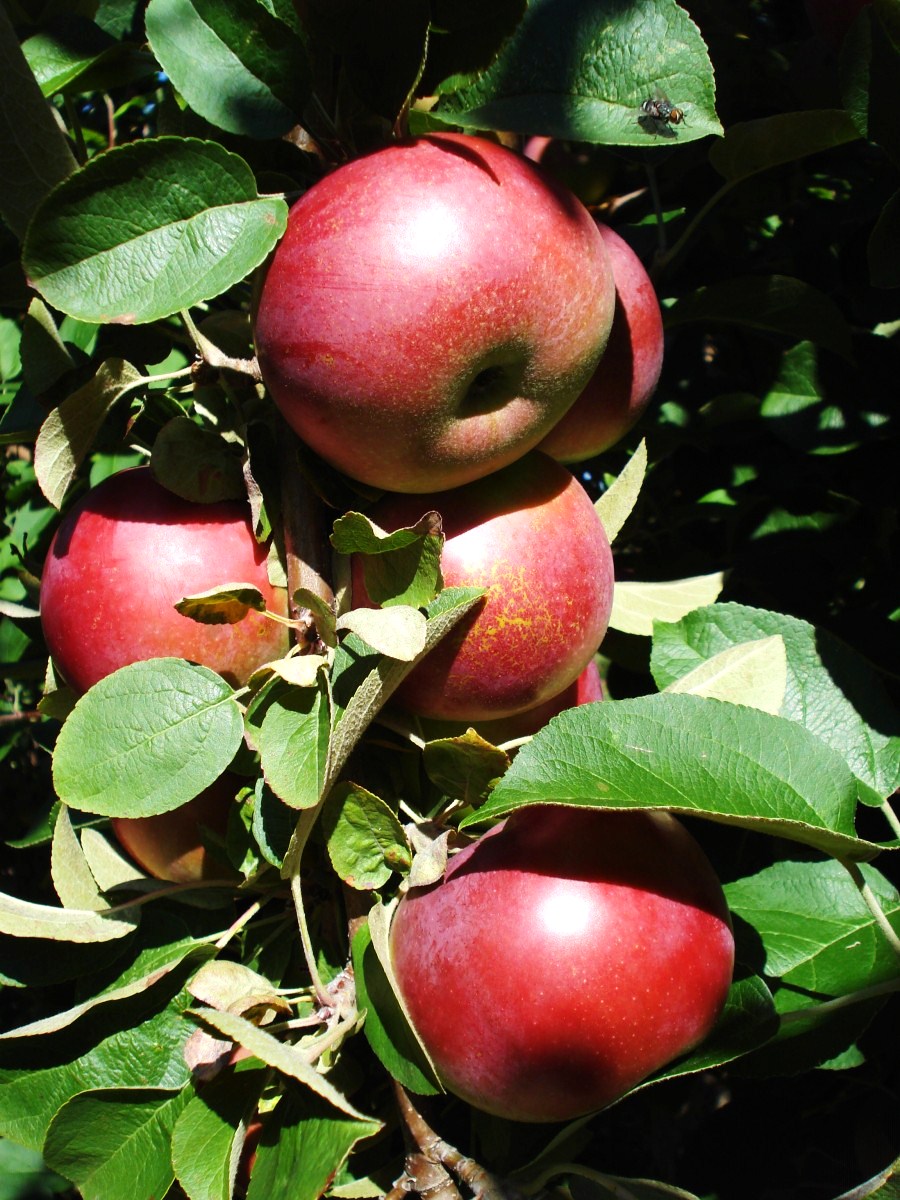 Heart Maine Home Apple picking {Maine Monday 6}