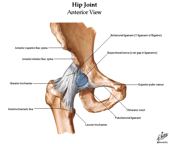 Upper and Lower Limbs Muscles,Skeleton,Knee joint,Hip ... diagram of hips 