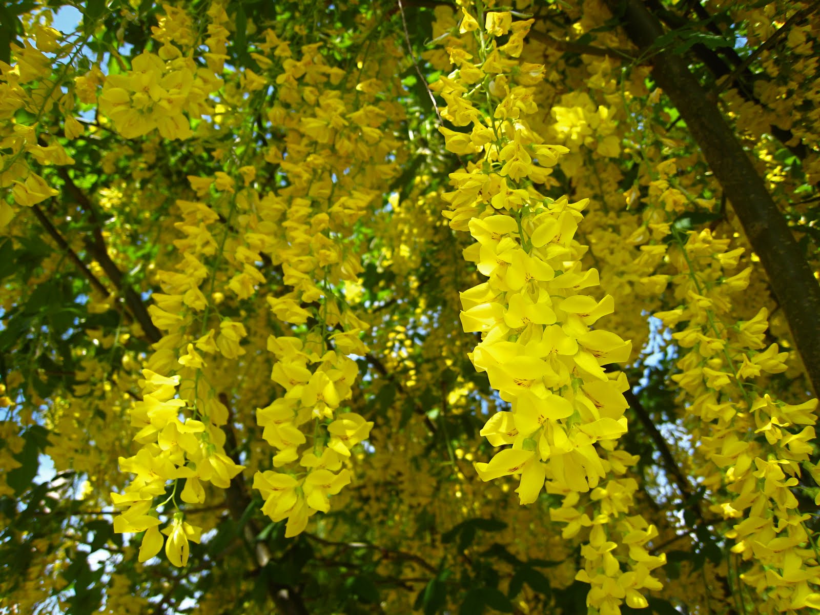 c. creativity life in macro Golden Chain Tree Success!