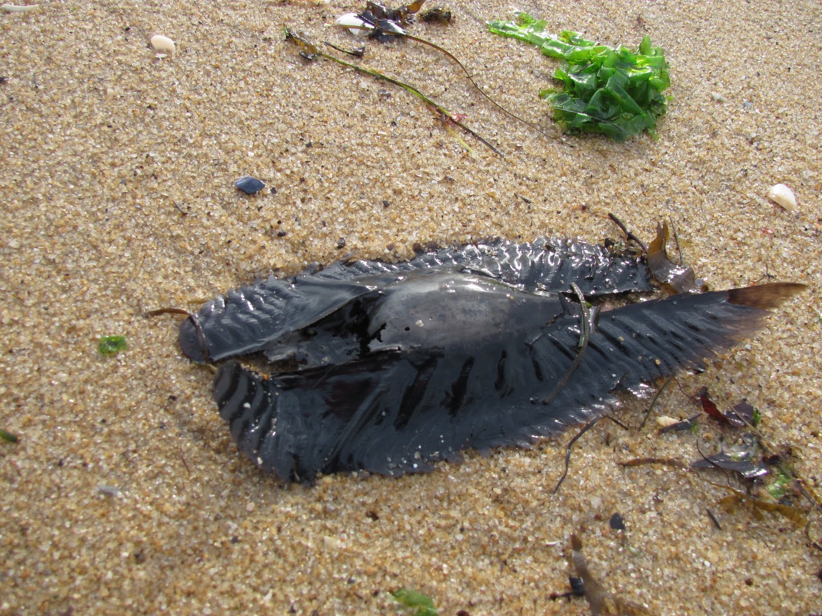 Fashioned by Lyndell Elephant Shark Egg Case