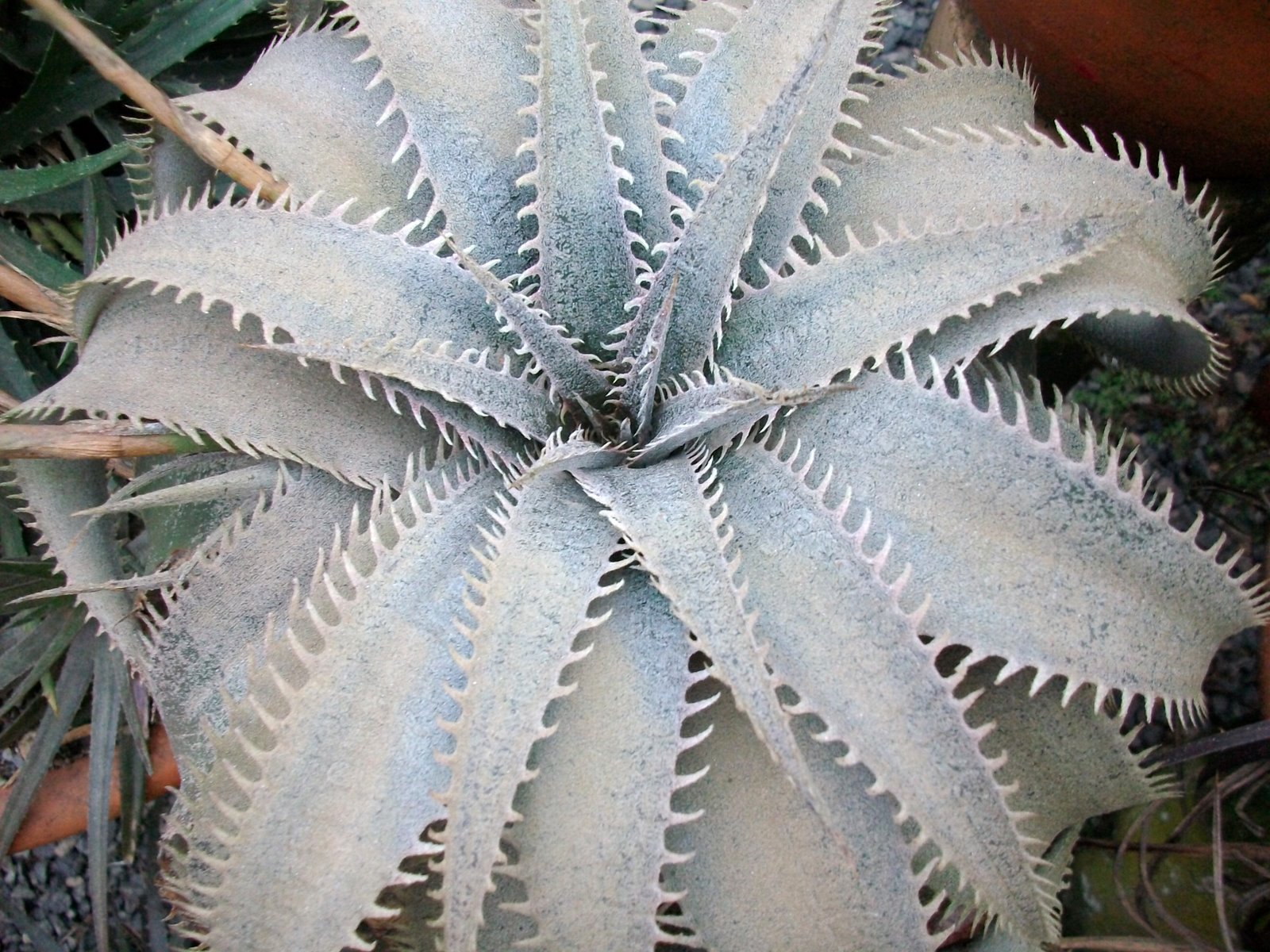 Dyckia Brazil: Dyckia marnier -lapostollei