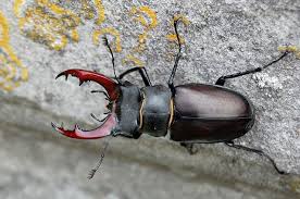 Kumbang Rusa Tanduk Merah