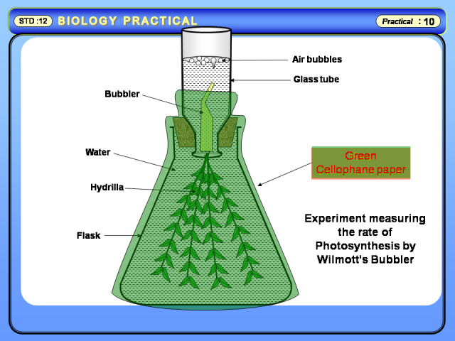Photosynthesis on hydrilla image