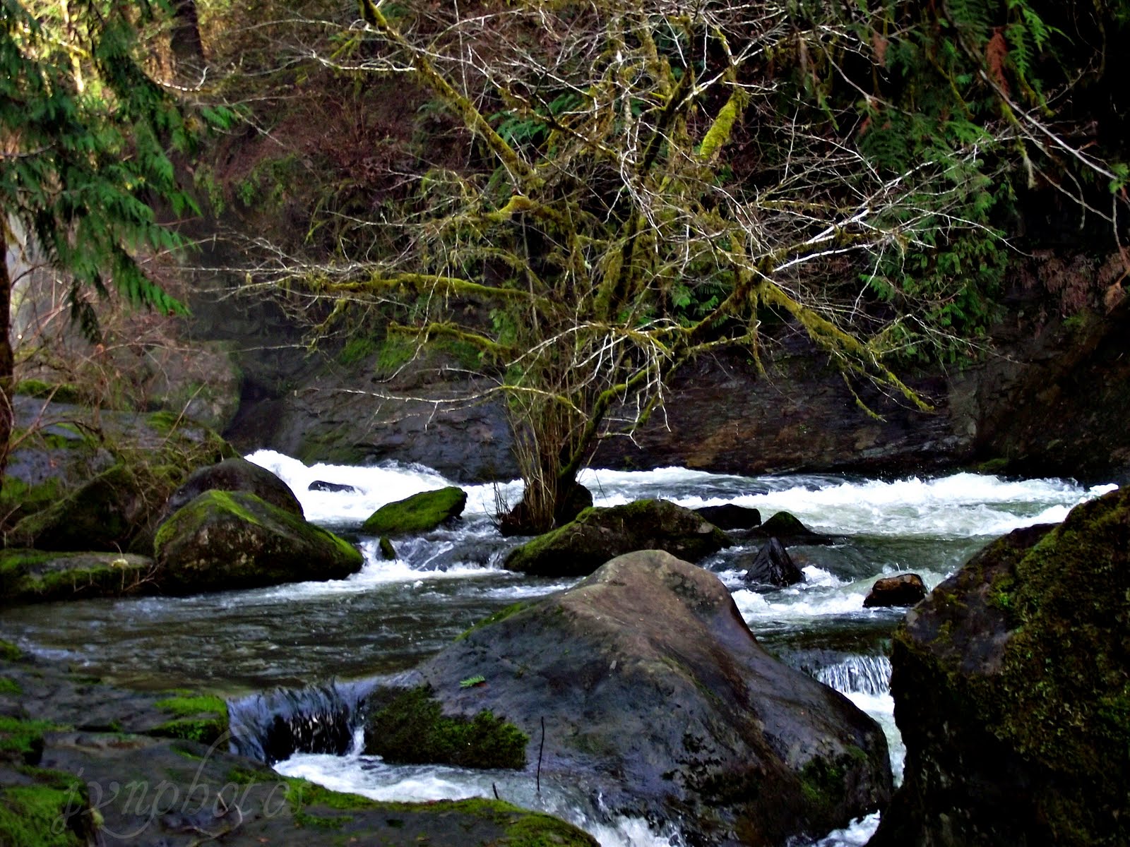 Photos by Jan Triangle Lake, Oregon and Further Adventures