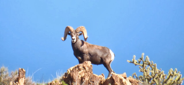 Desert+Bighorn+Sheep+Hunt+Photos+in+Arizona+Unit+15D+with+Colburn+and+Scott+Outfitters.++Sheep+Guides+1.jpg